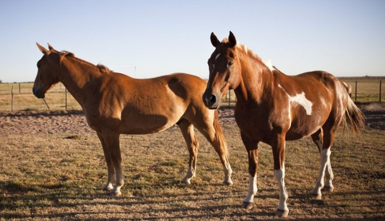 La tenencia responsable de los equinos, un tema ético y sanitario.