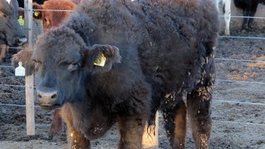 Motivar | Biogénesis Bagó 1.jpg