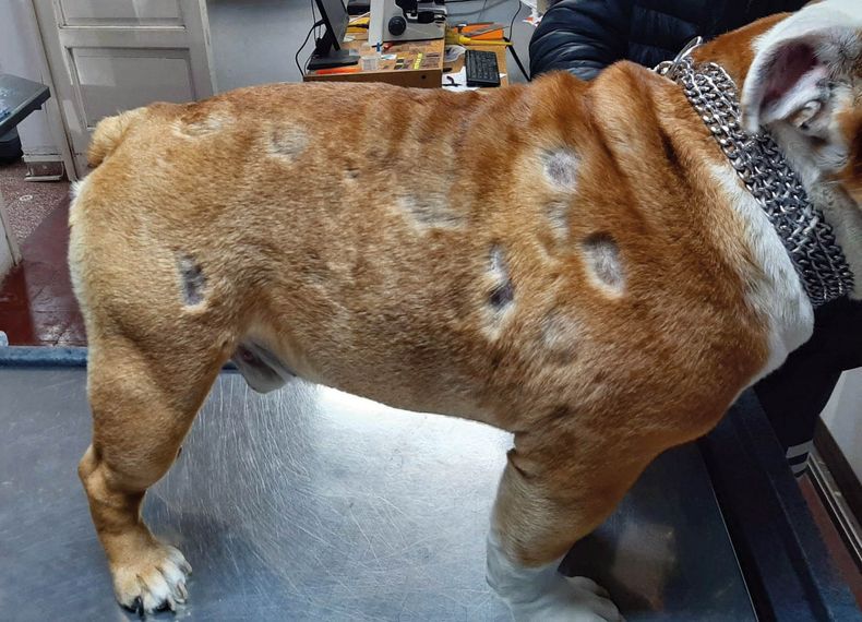 “Los tratamientos están en los libros, pero hay que lograr llegar al diagnóstico veterinario acertado”