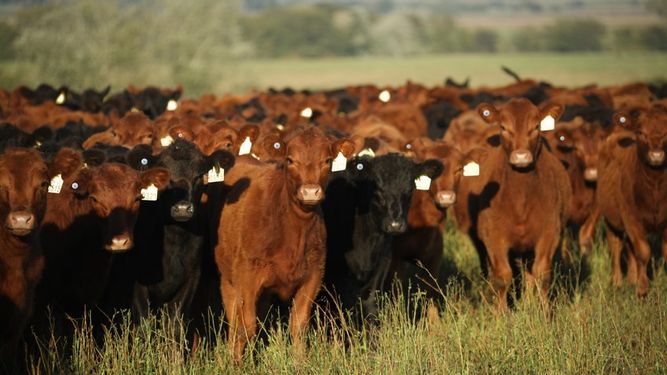 Menor faena de hembras, una señal clave para la producción ganadera.