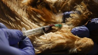 Veterinarios frente a un nuevo modelo de acreditación. Veterinarios frente a un nuevo modelo de acreditación.