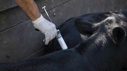 La campaña contra fiebre aftosa tendrá cambios desde 2027. La campaña contra fiebre aftosa tendrá cambios desde 2027.