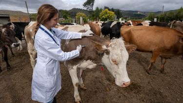 OMSA impulsa la prevención de enfermedades con un enfoque en la vacunación.&nbsp;