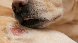 Crecen los casos de dermatitis en perros por múltiples factores. Crecen los casos de dermatitis en perros por múltiples factores.