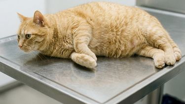 Obesidad en perro y gato, un riesgo sanitario silencioso.