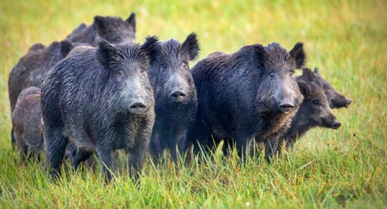 Las especies invasoras generan perjuicios económicos y ecológicos.