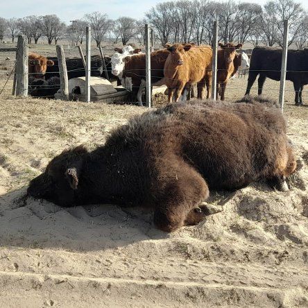 ¿Qué deben tener en cuenta los veterinarios en la recepción de bovinos en los establecimientos?&nbsp;