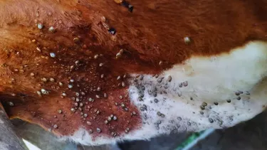 El INTA recomienda a los productores que se actualicen y que consulten a veterinarios.