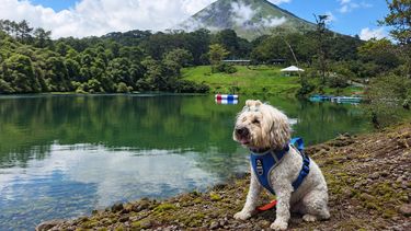 Senasa y los Certificados veterinarios para el traslado de mascotas.