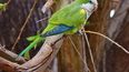 La distribución de la psitacosis sigue la ruta del comercio clandestino de aves silvestres. La distribución de la psitacosis sigue la ruta del comercio clandestino de aves silvestres.