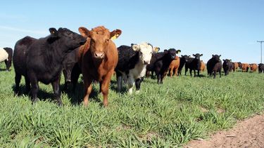 Las enfermedades infecciosas siguen generando problemas.