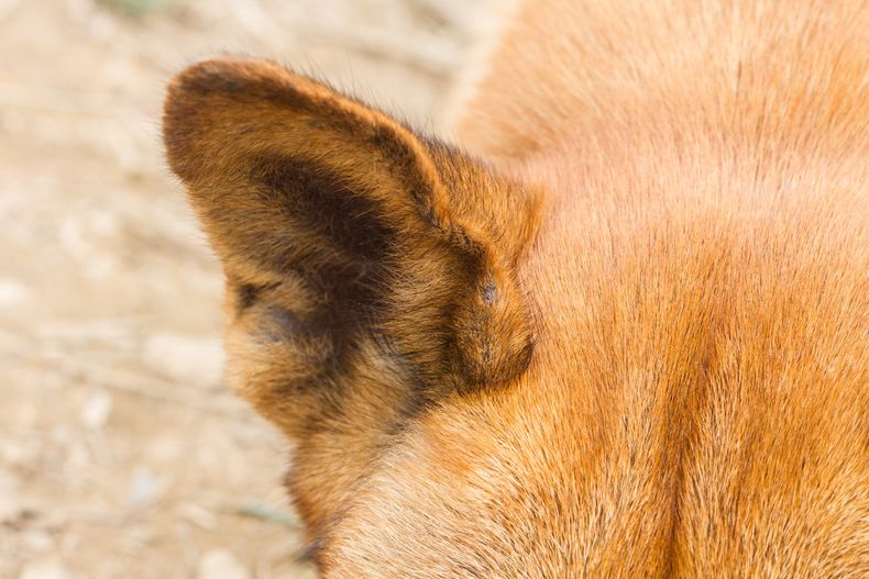 La otitis canina requiere un abordaje integral para preservar la salud auditiva de los perros.