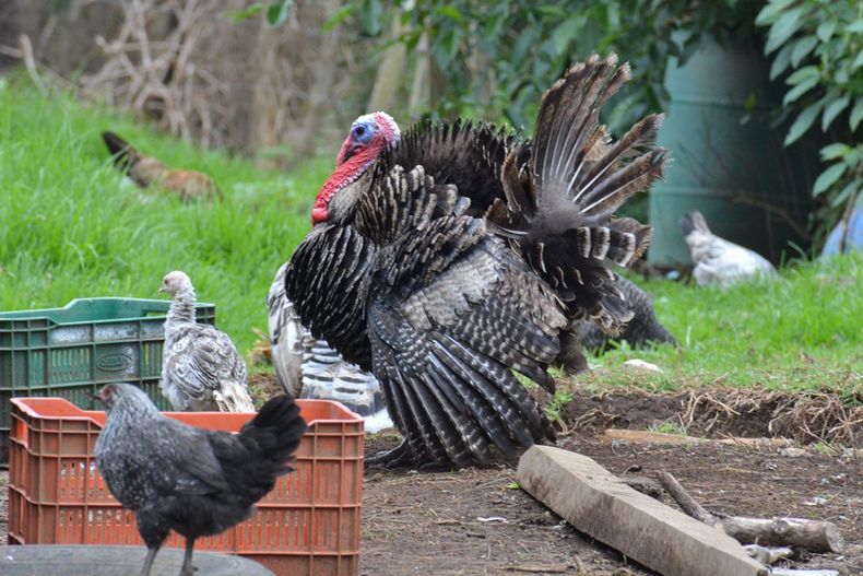 Este primer caso del año de influenza aviar se detectó en gallinas, pavos y patos de la localidad de Tres Isletas, en el departamento Maipú, Chaco.