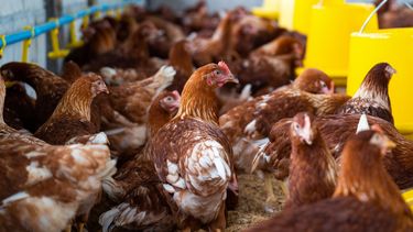 Bioseguridad para una avicultura sostenible.
