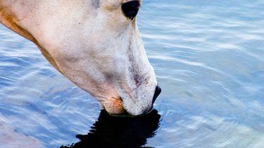 El proyecto busca actualizar la legislación y reforzar el bienestar animal en Argentina.