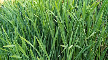 Forrajes. El costo para implantar verdeos en esa zona se incrementa un 49% con fertilizantes.