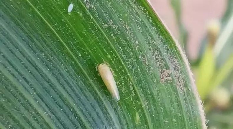 El daño provocado por la chicharrita se destaca en la historia reciente del maíz.
