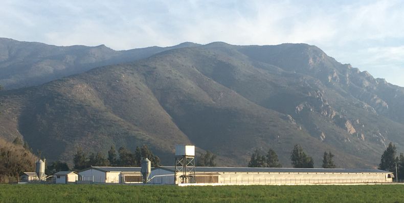 El brote de influenza aviar se dio en El Monte, una comuna histórica de la Provincia de Talagante.