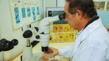 Ovinos. El estudio está a cargo de un equipo del Instituto de Patobiología Veterinaria perteneciente al Centro de Investigación en Ciencias Veterinarias y Agronómicas del INTA﻿.