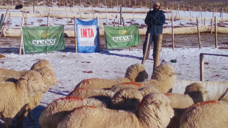 La experiencia ovina de engorde a corral en dos cooperativas del sur de la Patagonia.