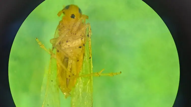 La chicharrita africana es amarilla, tiene una mancha negra entre los ojos y una especie de espuela en el último par de patas.