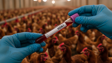 La influenza aviar sigue siendo un desafío para la sanidad animal en América.