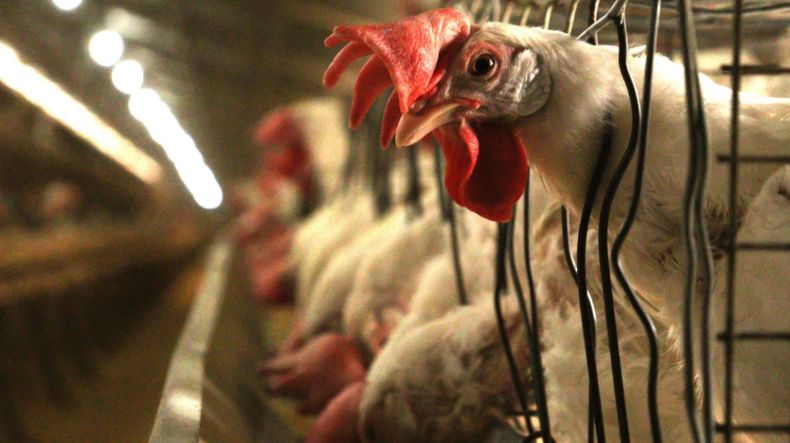 El pedido de refuerzo de la bioseguridad se da tras la confirmación de casos en Perú.