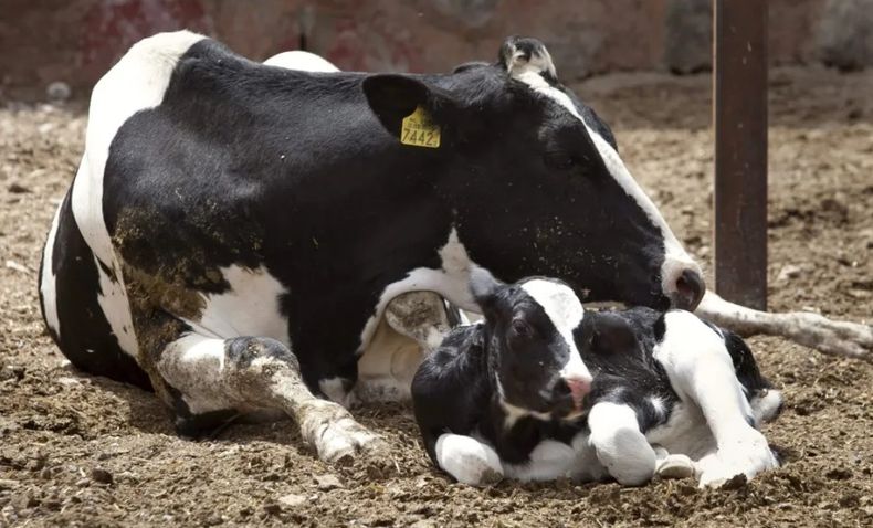 Lechería. INTA busca recolectar datos para abordar la transición de un modo más eficiente.