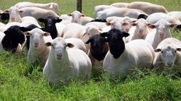 Los tres casos de Scrapie confirmados eran ovinos Dorper importados de Paraguay.