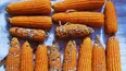 El análisis genómico del INTA permitirá desarrollar maíz más resistente.
