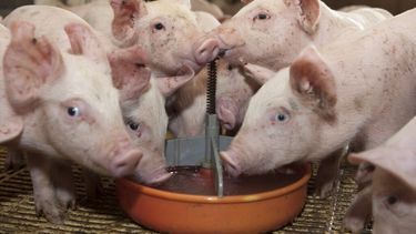 La producción porcina resiste pese a la baja de márgenes.