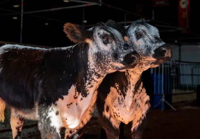 Bovinos Speckle Park: nueva raza carnicera en Argentina.