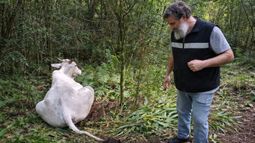 Rabia. Senasa implementa un protocolo de intervención sanitaria en las zonas afectadas.