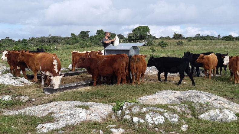 El proyecto Ganadería&nbsp;Familiar Resiliente es liderado por CNFR y respaldado el INIA de Uruguay.