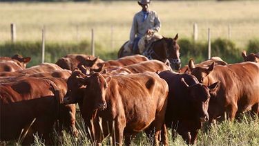 USDA proyecta crecimiento en producción ganadera y exportaciones de carne.