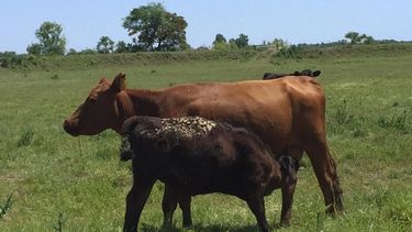 Las prevalencias de la diarrea neonatal varían según la región y el sistema de producción.