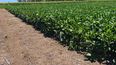 La soja, pilar de la producción agrícola argentina, muestra avances genéticos que impulsan la rentabilidad y sostenibilidad del sector.
