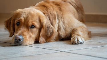 Urgencias veterinarias: intoxicaciones en perros y gatos, clave la inmediatez.