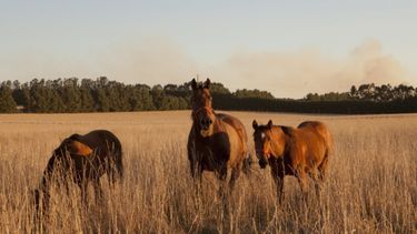 La encefalomielitis equina es también conocida como encefalitis viral equina o locura equina.