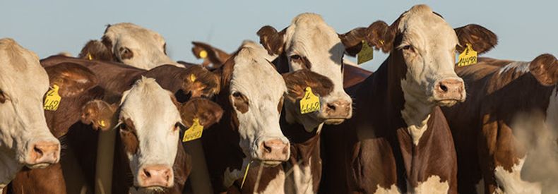 Vetanco presentará promociones en productos de estación.