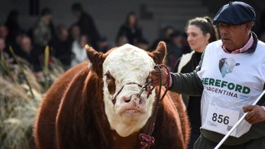 La genética bovina Hereford, pilar de la ganadería argentina, se prepara para su exposición en La Rural 2026.