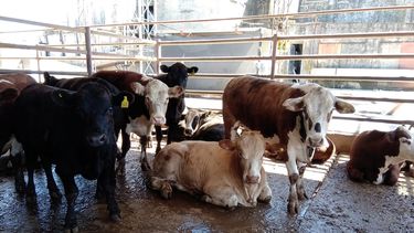 Motivar | Fiebre Q Nota.jpg