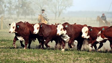 Mediante la prevención de enfermedades en bovinos, se evitan pérdidas entre el tacto y el destete.