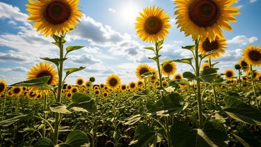 Ensayos de girasol en marcha para evaluar su rendimiento regional.
