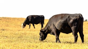Motivar | 71487748 negro angus angus pastoreo de ganado en la hierba plana.jpg