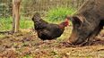 USDA informó que el cerdo con influenza aviar estaba en contacto con aves de corral infectadas.