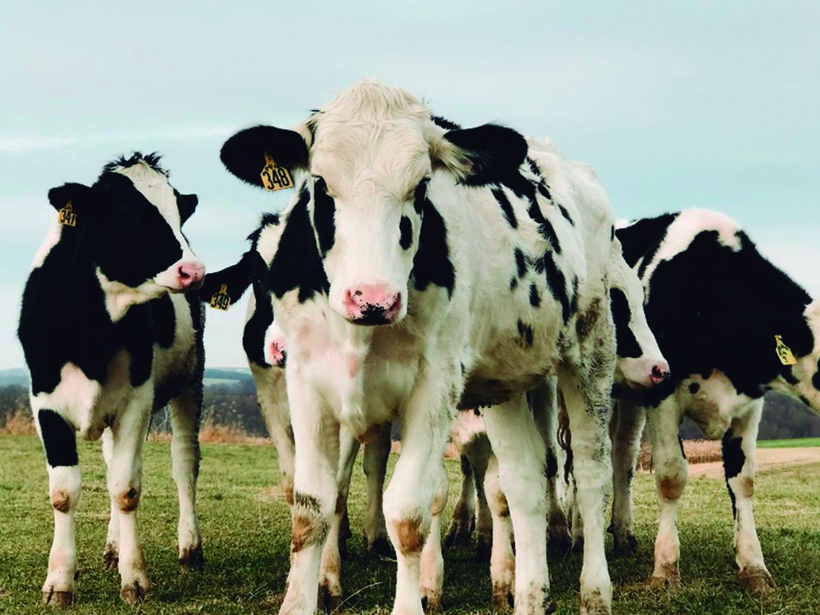 Claves para avanzar en el período de transición en la lechería.