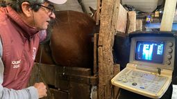 Para el MV Ignacio Díaz, la encefalomielitis equina puede alcanzar una mortalidad del 40%. Para el MV Ignacio Díaz, la encefalomielitis equina puede alcanzar una mortalidad del 40%.