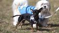 La humanización de los animales de compañía les genera un gran estado de ansiedad.
