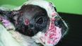 Dermatología veterinaria. El pénfigo foliáceo es una de las enfermedades autoinmunes de la piel más frecuentes en perros y requiere un diagnóstico preciso para definir el tratamiento.